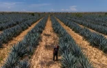L'agriculteur israélien Eran Braverman inspecte un champ d'agave à la périphérie d'Urim, dans le nord du désert du Néguev, près de la frontière israélienne avec Gaza, le 4 mai 2025