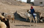 Un bédoin avec ses bêtes le 10 octobre 2016 dans le  village de Wadi Abou Hindi
