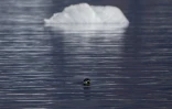 Un phoque du Groenland nage entre les icebergs dans le fjord Scoresby au large de la côte d'Ittoqqortoormiit, le 15 août 2023