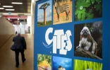 Panneau annonçant la Conférence mondiale sur la vie sauvage, qui doit renforcer la Convention sur le commerce international des espèces de faune et de flore sauvages menacées d'extinction (CITES), le 17 août 2019 à Genève (Suisse).