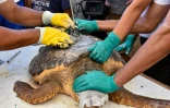 Une tortue d'une espèce protégée est équipée d'une balise avant d'être relâchée sur la côte de Sfax, dans le centre-est de la Tunisie, le 15 octobre 2023