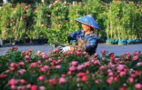 Une horticultrice Ă Hangzhou, en Chine, le 29 avril 2020