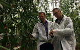 Filip van Noort, chercheur, et Joris Elstgeest, vendeur de plantes en pot spécialiste des orchidées, le 12 octobre 2016 au milieu de  lianes de vanilliers, dans une serre le 12 octobre 2016 à Bleiswijk