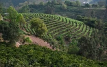 Des plants de café (premier plan) et des rangées de théiers (c) à Pu'er, le 1er avril 2025 dans la province du Yunnan, dans le sud-ouest de la Chine