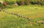 Des gendarmes font une battue le 21 Mai 2004 près de la mare de Guérande, en Loire-Atlantique, dans laquelle a été retrouvé le corps de Jonathan, 11 ans