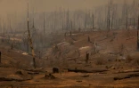 Une forêt dévastée par l'incendie Oak Fire près de Mariposa (Californie), le 24 juillet 2022