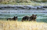 Une femelle grizzly et son ourson, dans le parc national de Yellowstone