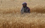 Récolte du blé dans un champ près de Lahore, le 14 avril 2022 au Pakistan
