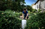 L'artiste Manon Damiens installe ses sculptures dans le jardin d'un habitant de Saint-Saturnin le 26 septembre 2019