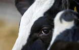 Inodore et invisible, le méthane est le principal composant du gaz naturel qui s’échappe notamment des gazoducs, des vaches et des décharges