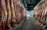 Un employé inspecte des carcasses de boeuf dans une usine de transformation de la viande de la coopérative Yaguane le 29 juillet 2005 dans la province de Buenos Aires, en Argentine.