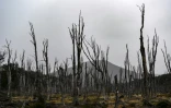 Des arbres de la forêt du parc Karukinka ravagés par des castors, le 10 mars 2021 en Terre de feu, au sud du Chili