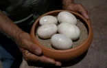 L'environnementaliste Federico Pantin montre des oeufs non-fécondés de crocodiles de l'Orénoque, au zoo Leslie Pantin de Turmero, dans le centre-nord du Venezuela, le 8 avril 2023
