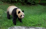 Yuan Meng, le premier panda né en France, en juillet 2023 dans le zoo de Beauval, dans le centre de la France, avant son départ pour la Chine