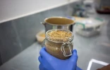 Un flacon de poudre d'Iboga dans un laboratoire à Akanda, le 13 février 2025 au GAbon