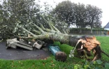 Un arbre arraché par le passage de la tempête Aurore, le 21 octobre 2021 à Plozevet, dans le Finistère