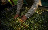 Récolte des olives au domaine d'Aghios Andreas, dans le sud-ouest du Péloponnèse, le 16 décembre 2020 en Grèce