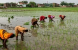 Des agriculteurs plantent des jeunes plants de riz dans une rizière inondée pendant la mousson, à la périphérie de Varanasi, le 12 juillet 2025 en Inde