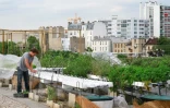 Un employé de la start-up Aeromate surveille les plantations de légumes et d'herbes aromatiques sur le toit d'un bâtiment de la RATP à Paris le 24 août 2017