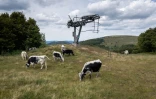 Des Vosgiennes paissent le 22 juillet 2019 à La Bresse (Vosges)