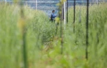 Un employé vérifie les plants de kiwis dans le champ de l'entreprise ReFruits, à quelques kilomètres de la centrale nucléaire sinistrée de Fukushima, le 24 avril 2025 à Okuma, au Japon