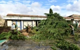 Arbres arrachés lors du passage d'une mini-tornade dans la nuit du 23 au 24 novembre 2016 à Saint-Martin-de-Londres à 30 km au nord de Montpellier