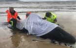 Photo fournie le 23 septembre 2020 par la police de Tasmanie de personnes tentant d'aider des "dauphins-pilotes" échoués dans la baie de Macquarie Harbour, dans le sud-ouest de l'Australie