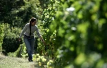 Susanna Grassi dans ses vignes de Greve in Chianti, le 19 septembre 2016