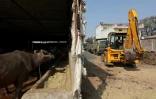 Des camions arrivent dans une ferme laitière pour collecter du fumier le 4 mars 2022 à Mayakhedi, près d'Indore, en Inde