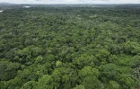 Vue aérienne de la forêt dans l'île de Tiwai, un trésor de biodiversité dans le sud-est de la Sierra Leone. Le complexe de Gola-Tiwai - composé de la réserve de Tiwai et du parc national de la forêt tropicale de Gola - est entré le 13 juillet 2025 au patrimoine mondial de l'humanité à l'issue d'un vote lors de la 47ème session du Comité du patrimoine mondial de l'Unesco. L'activiste Tommy Garnett, fondateur en 1992 de l'ONG The Environmental Foundation for Africa (EFA), a consacré sa vie à la restauration de l'île de Tiwai et à la préservation de l'environnement dans son pays