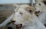 Un lion blanc et une lionne blanche dans un zoo privé de Karachi, le 20 mai 2019 au Pakistan