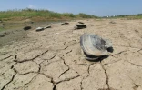 Un lac asséché à Nankin, dans l'est de la Chine, le 21 août 2022