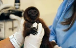 Des vétérinaires soignent un singe laineux argenté de six mois, une espèce en voie de disparition, à l'hôpital pour animaux sauvages Tueri de l'université San Francisco, le 2 octobre 2023 à Quito, en Equateur