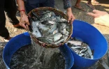 Vente de poissons sur un marché dans les zones humides à l'est de Calcutta, le 21 mars 2023 en Inde