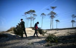 Des enfants transportent des sapins de Noël recyclés pour combler une brèche dans une dune sur une plage de la Teste-de-Buch, le 15 janvier 2025 en Gironde