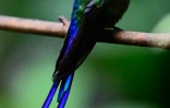 Un oiseau de l'espèce Aglaiocercus coelestis à Mindo, en Equateur, le 16 août 2024