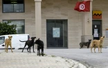 Des chiens errants dans une rue de Tunis, le 29 décembre 2021