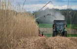 Un agriculteur moissonne du miscanthus dans un champ Ă Berniller, le 21 avril 2023 dans le Haut-Rhin