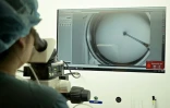 Image tirée d'une vidéo de l'AFPTV le 8 novembre 2023 montrant une chercheuse examinant des ovules prévelés avant une procédure de congélation dans un laboratoire de recherche sur la fertilité du centre médical CHA Bundang à Seongnam, en Corée du Sud