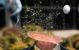 Jet d'oeuf sur une pancarte à l'effigie de Donald Trump lors d'une manifestation en marge d'un discours du candidat aux primaires présidentielles, à Burlingame en Californie le 29 avril 2016  