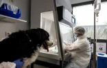 Le vétérinaire cancérologue Jérémy Béguin prépare les médicaments de chimiothérapie destinés à Nuska, une chienne de montagne bernoise atteinte de métastases pulmonaires, à l'hôpital vétérinaire de Maisons-Alfort, le 11 juin 2026 dans le Val-de-Marne 