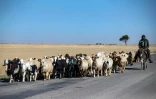 Un berger mène son troupeau sur une route proche de Hassaké, le 2 juin 2022 dans le nord-est de la Syrie