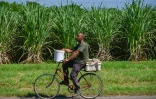 Un homme passe à vélo devant un champ de canne à sucre de la coopérative agricole Rigoberto Corcho, dans la province d'Artemisa, le 27 juin 2024 à Cuba