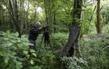 Paul Brossault, technicien à l'Office national des forêts (ONF), observe des oiseaux dans le parc national des forêts de Champagne et Bourgogne, le 23 mai 2017 près de Châtillon-sur-Seine, en Côte d'Or