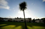 Un palmier trône sur une pelouse de Rothesay, sur l'île écossaise de Bute, le 11 décembre 2015