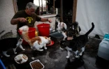 Dinos Ayiomamitis, responsable de Cat PAWS Cyprus nourrit des chats chez lui Ă Nicosie, le 8 octobre 2016
