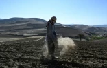 Un agriculteur sème des graines de pavot dans un champ de la province du Badakhshan, le 18 octobre 2026 en Afghanistan
