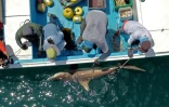 Des gardes du Parc national des Galapagos attrapent un requin, le 17 avril 2021 sur l'île de Santa Cruz