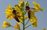 Des abeilles butinent des fleurs de moutarde à Lak Mor, dans la province du Pendjab, le 30 janvier 2025 au Pakistan