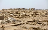 Une caravane de chameaux entre dans la mine de sel de la dépression du Danakil, le 28 mars 2017 en Ethiopie